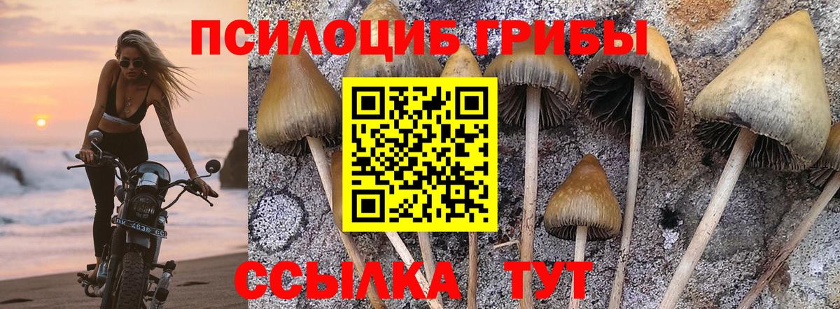 Шатура  Галлюциногенные грибы Psilocybe  Вход с VPN 